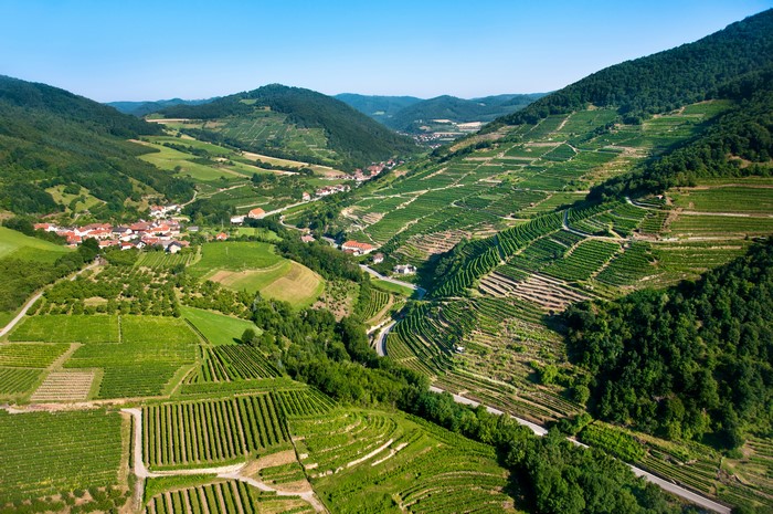 Wachau, Austria Scenery with Vineyards