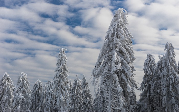 Snow-covered spruce trees under a cloudy sky
