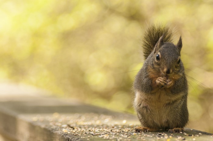 Squirrel eating seeds on a wooden surface