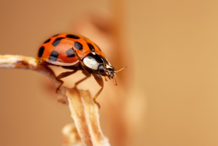 Ladybug on a twig, macro shot