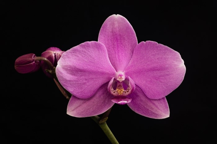 Pink Orchid Flower with Buds