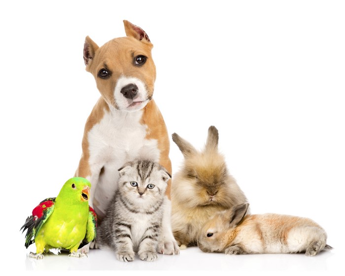 Puppy, Kitten, Parrots, and Rabbits