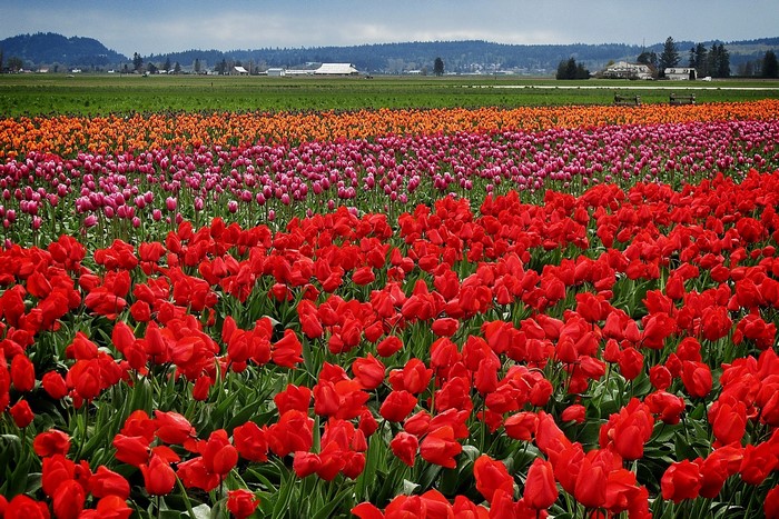 Rows of colorful tulips in a field