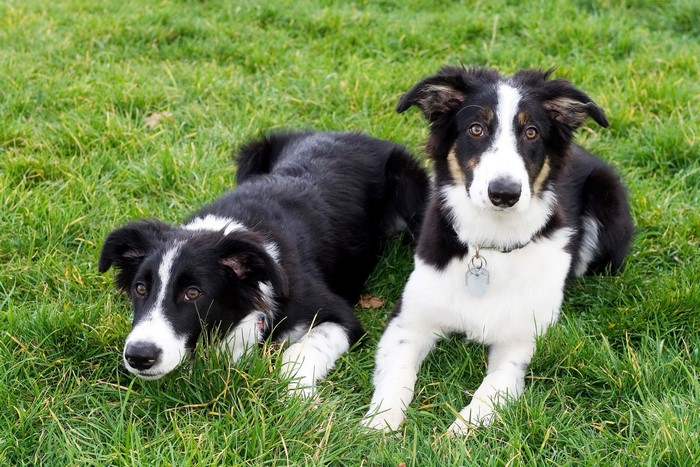 Two Border Collies lying on grass