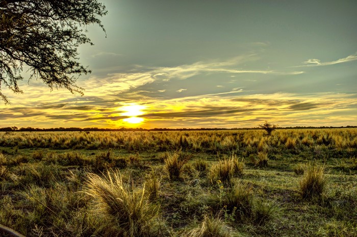 Sunset over a grassy field in Argentina