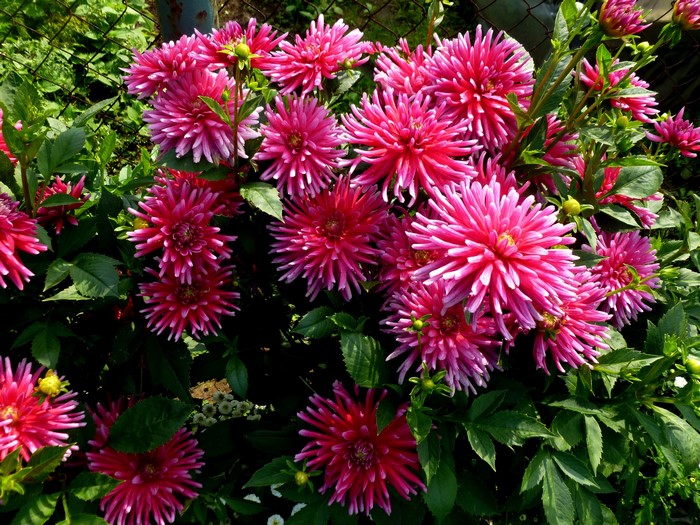 Pink Dahlias in a Garden
