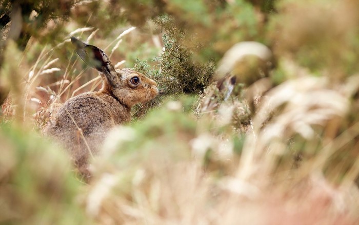 Two hares hiding in tall grass and bushes