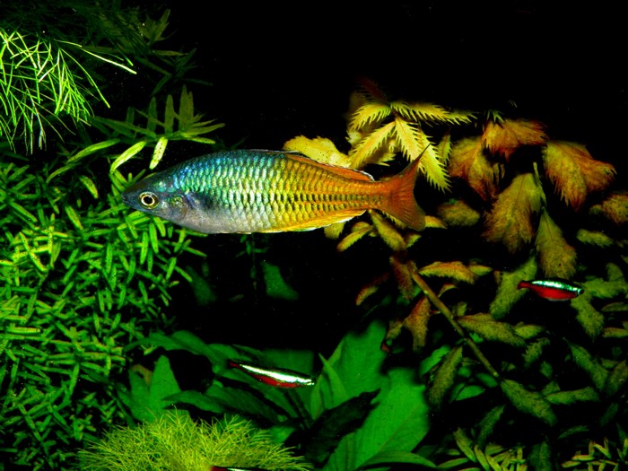 Rainbow fish swimming in an aquarium with plants