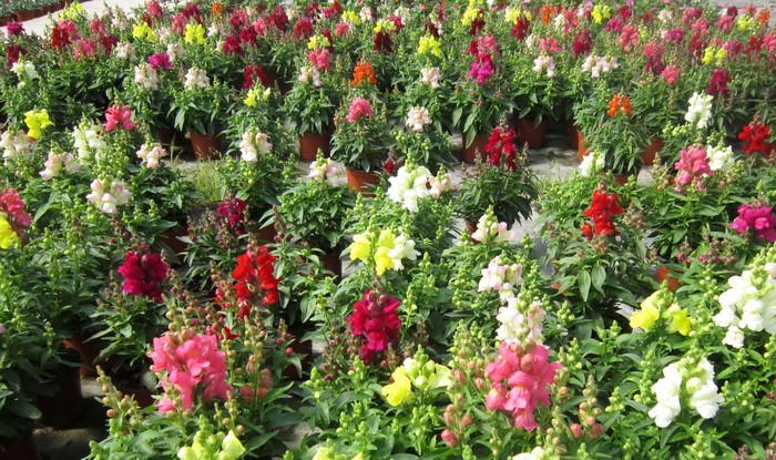 Field of colorful snapdragon flowers in pots