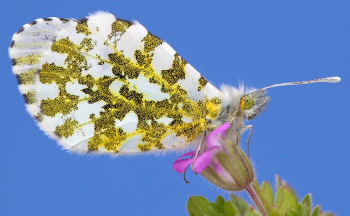 Orange-tip butterfly on a pink flower