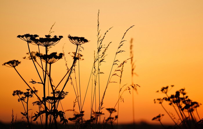 Silhouettes of plants against an orange sunset sky