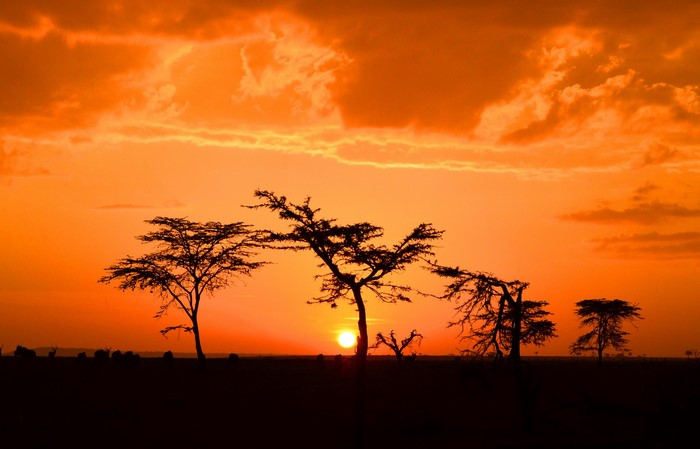 African savanna sunset with acacia trees
