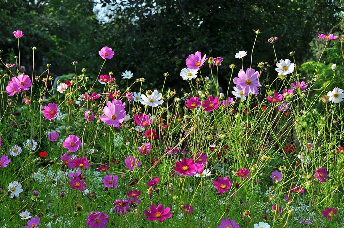 Cosmos flowers in a garden