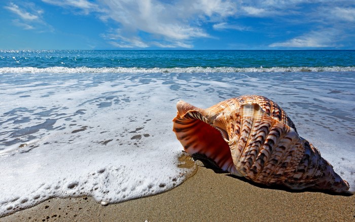 Seashell on a sandy beach with ocean waves