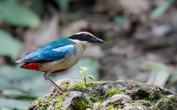 A colorful bird with blue wings and red belly on mossy rocks