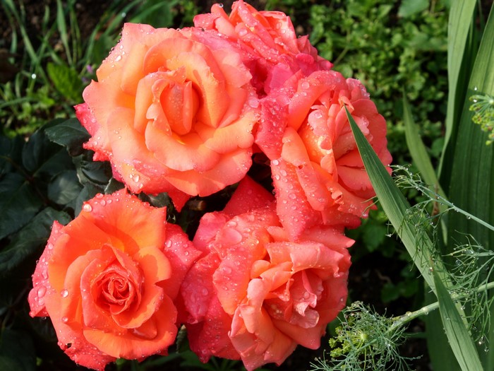 Close-up of pink and orange roses with water droplets