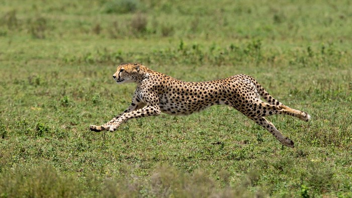 Cheetah running across a grassy field