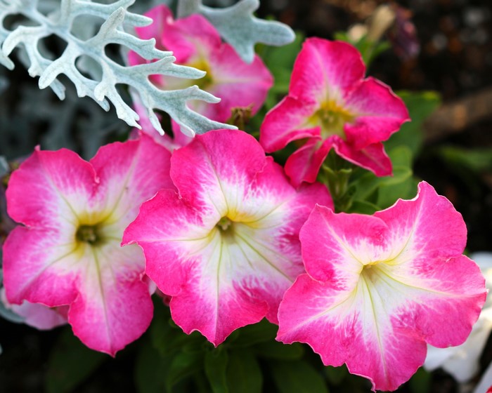 Pink and white petunias with dusty miller