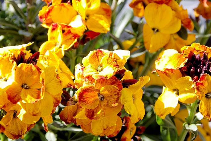 Close-up of yellow and orange wallflower blossoms