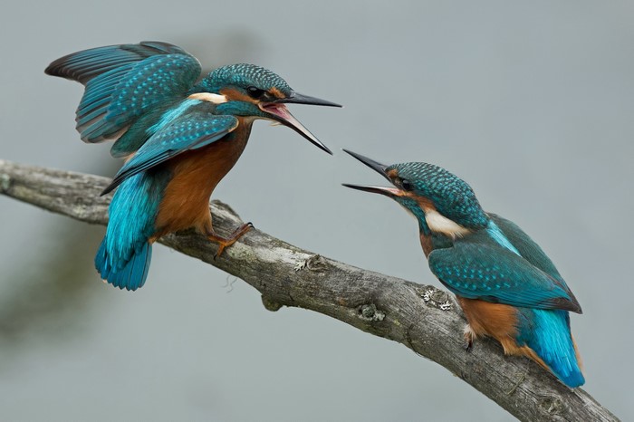 Two Common Kingfishers on a Branch