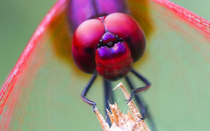 Close-up of a colorful dragonfly's head