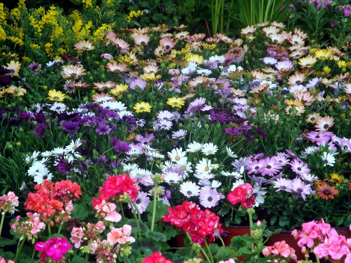 A colorful display of blooming flowers