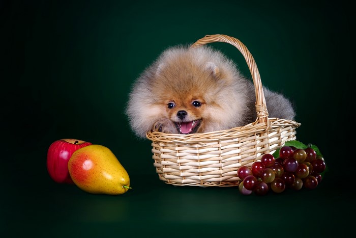 Pomeranian puppy in a basket with fruit