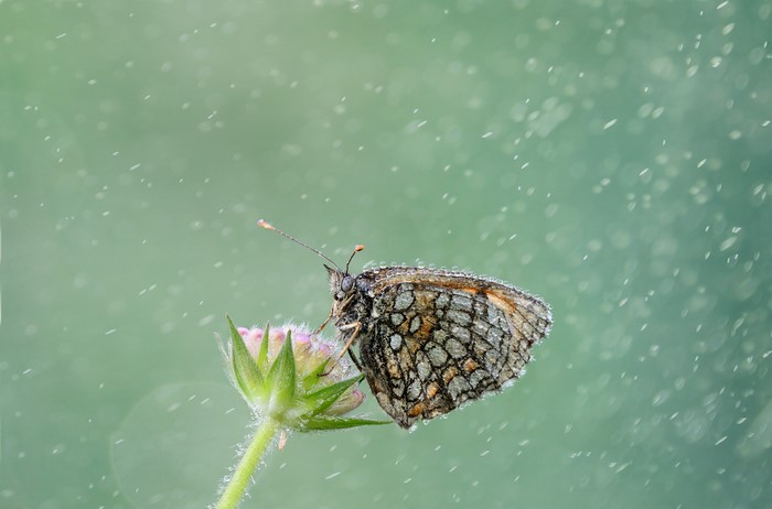 Butterfly on a flower in the rain
