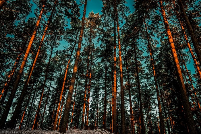 Tall pine trees in a forest with a blue sky