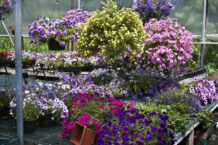 Greenhouse full of blooming petunias and other flowers