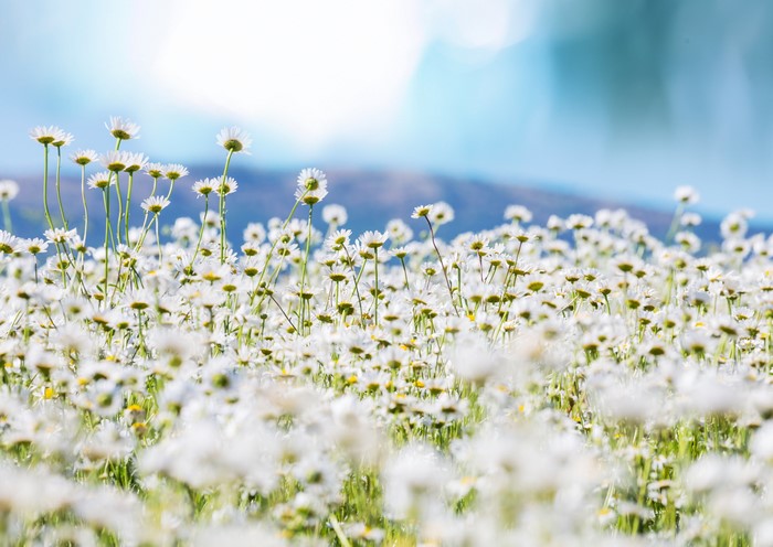 Field of white camomiles under a blue sky