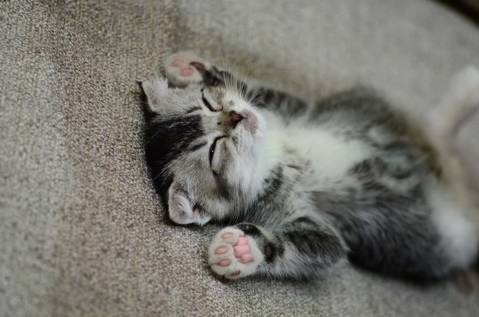Kitten sleeping on a textured surface