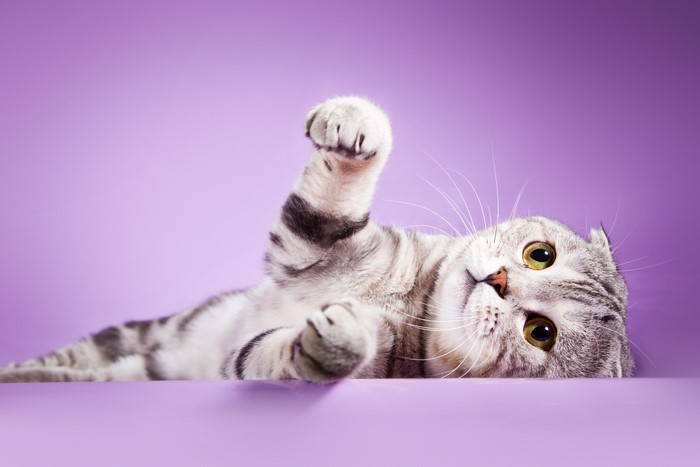 Scottish Fold Cat Lying Down
