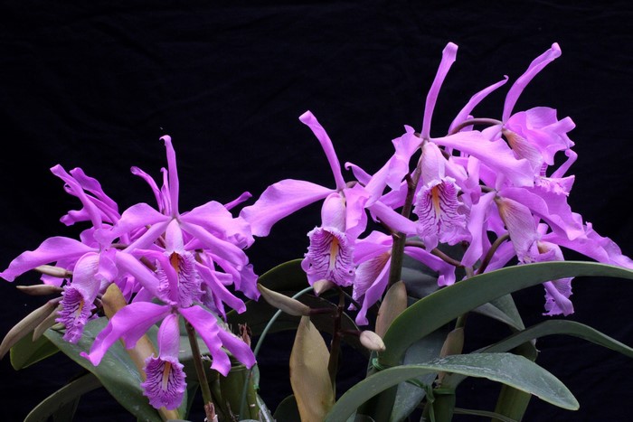 Close-up of purple orchids with black background