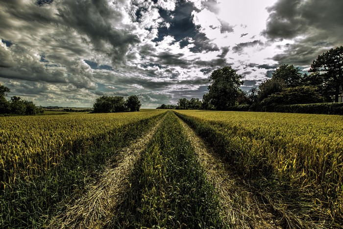 Wheat field with tire tracks under cloudy sky