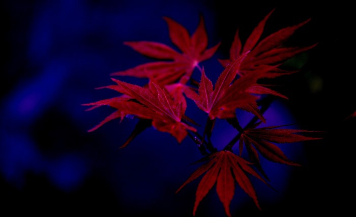 Red maple leaves against a dark blue background