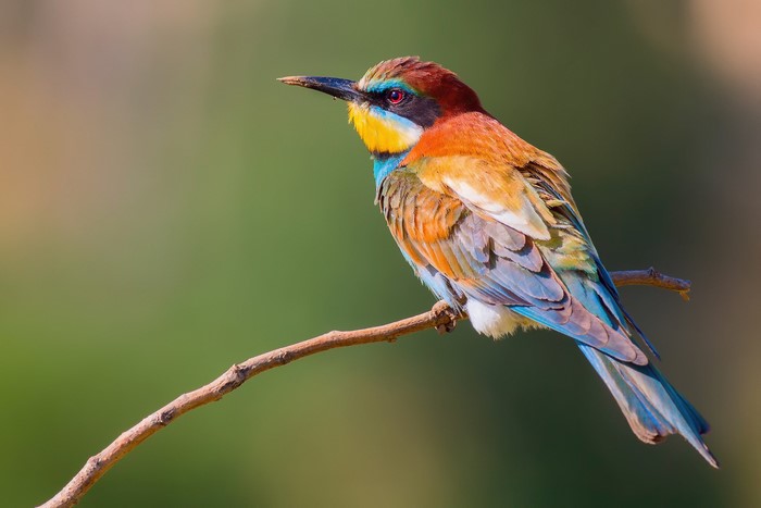 European Bee-eater bird perched on a branch