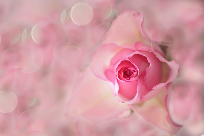 Close-up of a pink rose with bokeh