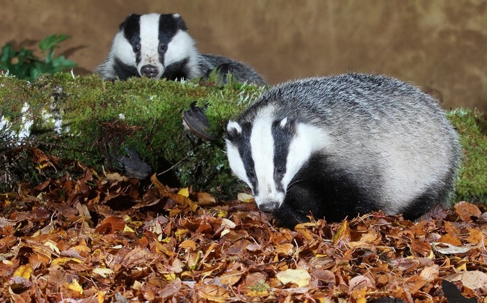 Two European badgers on mossy log with autumn foliage