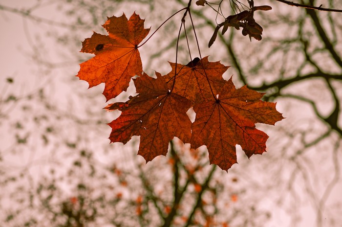 Close-up of orange maple leaves in autumn