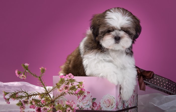 Shih Tzu puppy in a gift box with flowers
