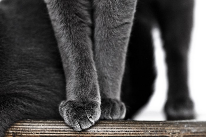 Close-up of gray cat paws on wooden surface