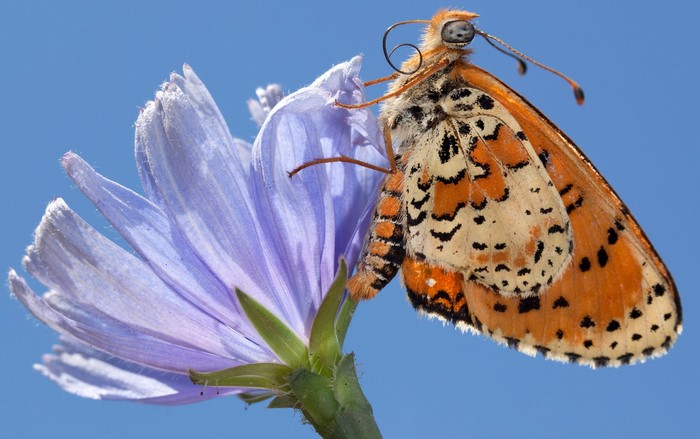 Butterfly on a purple flower against a blue sky