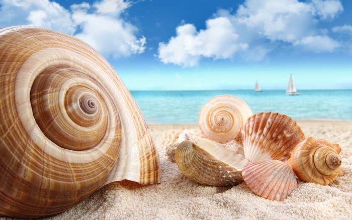 Seashells on a sandy beach with sailboats in the ocean