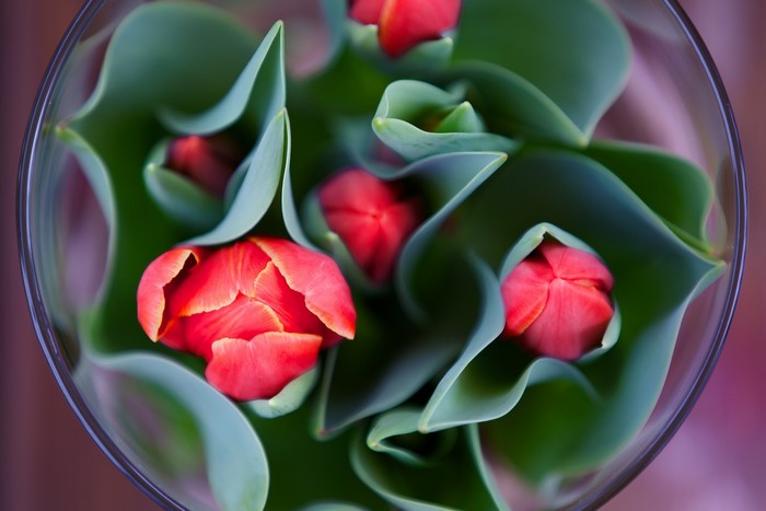 Red Tulips in a Glass Vase