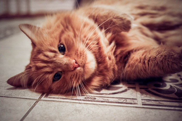 Ginger cat lying on its back on a tiled floor