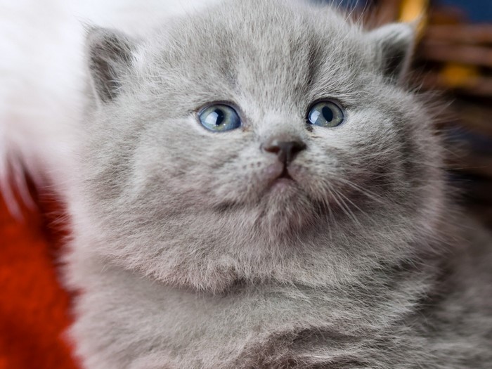 Close-up of a fluffy grey kitten with blue eyes