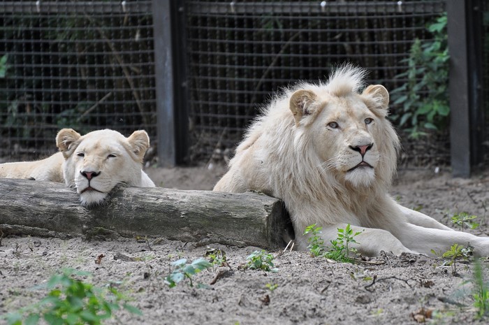 Two white lions resting on the ground