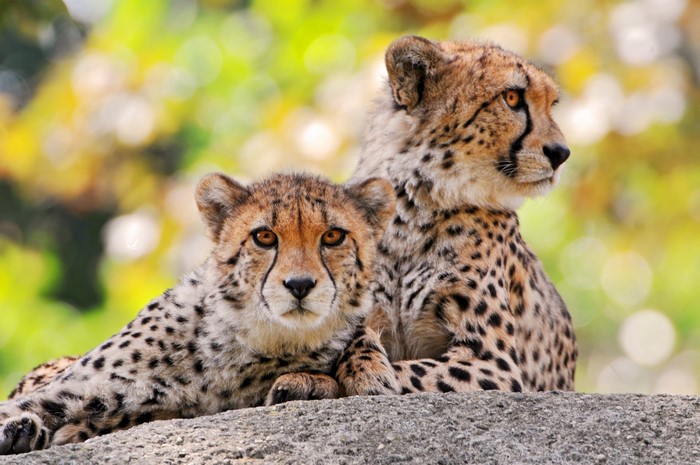 Two Cheetahs Resting on a Rock