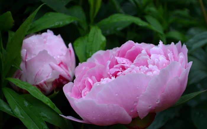 Pink Peonies with Water Droplets
